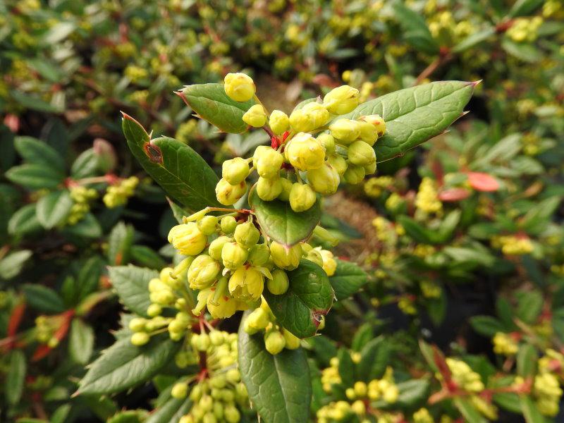 Berberis hookeri