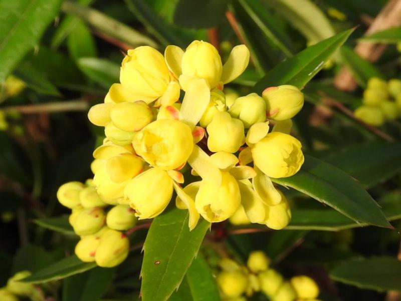 Die gelben Blüten der Berberis hookeri öffnen sich langsam.