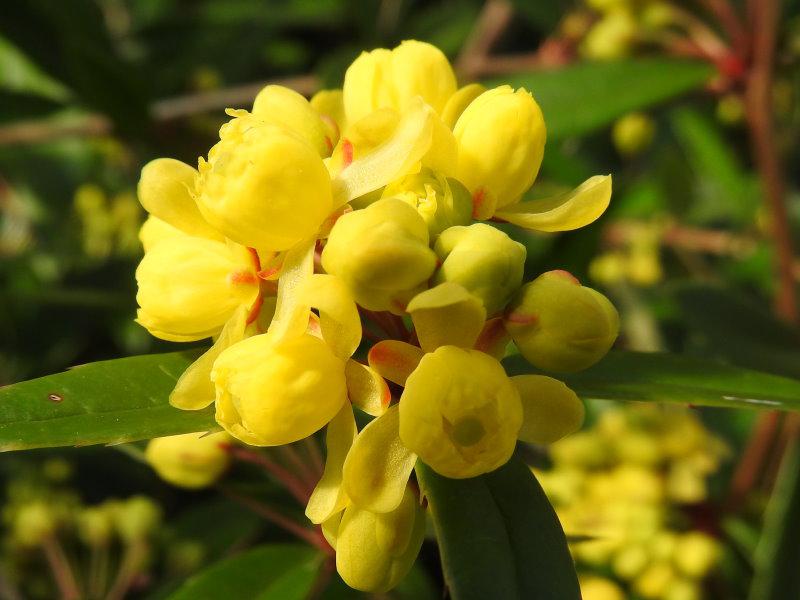 Nahaufnahme der gelben Blüten der Berberis hookeri