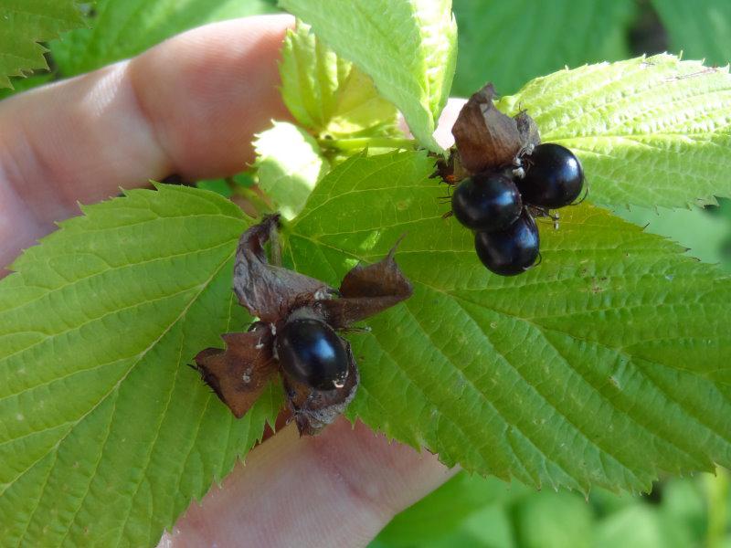 Rosenkerrie (Rhodotypos scandens) mit zierenden Beeren