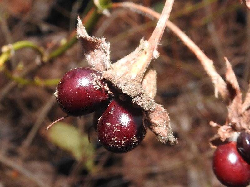 Hübsche schwarzrote Beeren der Rosenkerrie