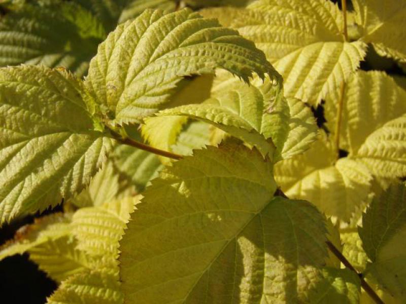 Gelbes Herbstlaub der Rhodotypos scandens