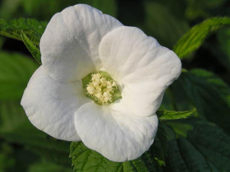 Schöne weiße Blüte bei Rhodotypos scandens