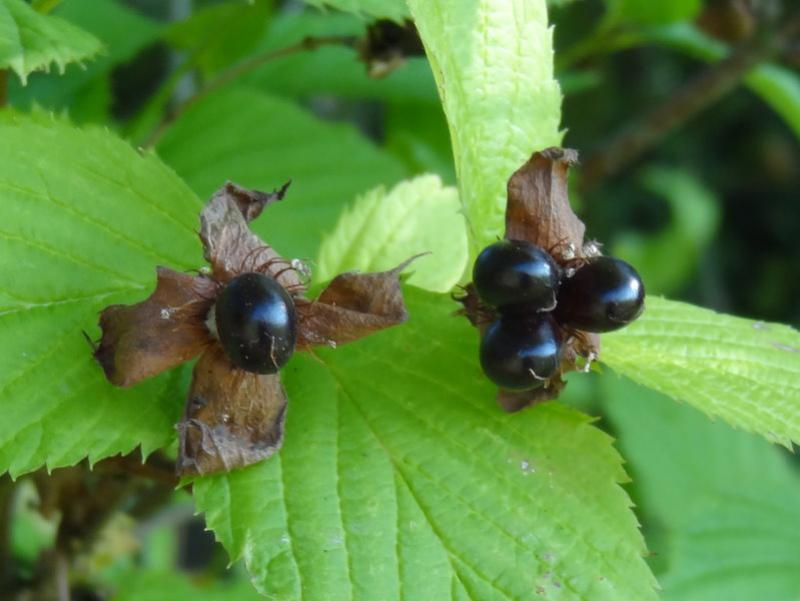 Schwarze Beeren der Rosenkerrie