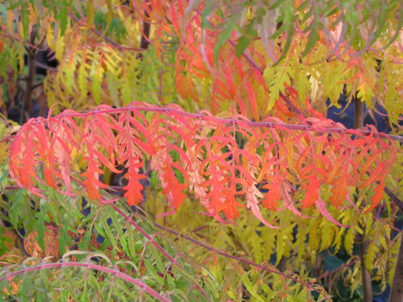 Leuchtend rotes Herbstlaub des Geschlitzblättrigen Essigbaums
