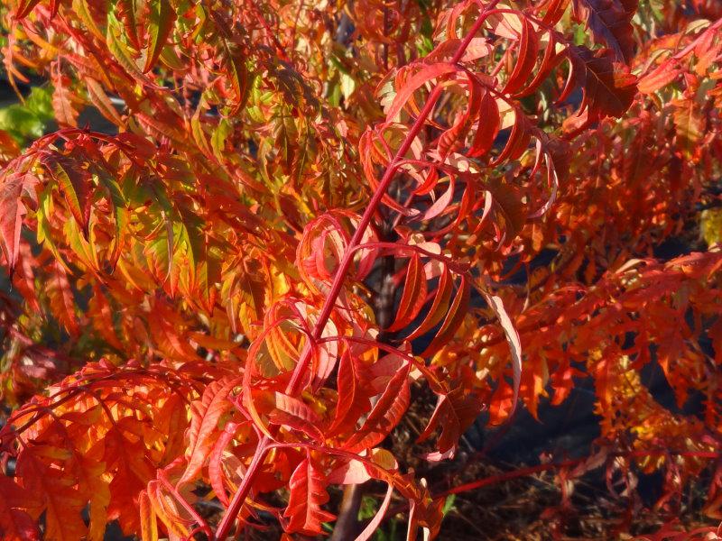 Der Geschlitztblättrige Essigbaum bildet eine prächtige Herbstfärbung