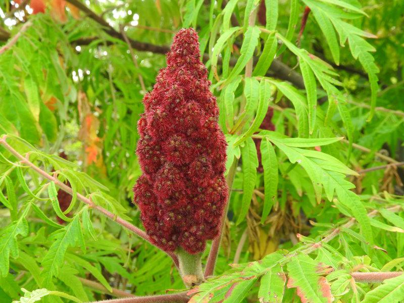 Geschlitztblättriger Essigbaum: Im Herbst werden sehr schöne Früchte gebildet