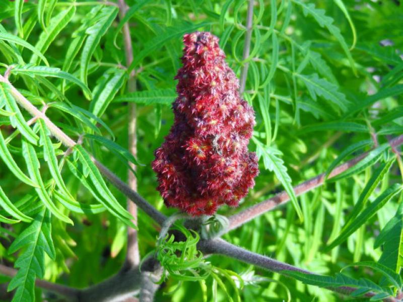 Weiblicher Rhus typhina Dissecta mit Frucht