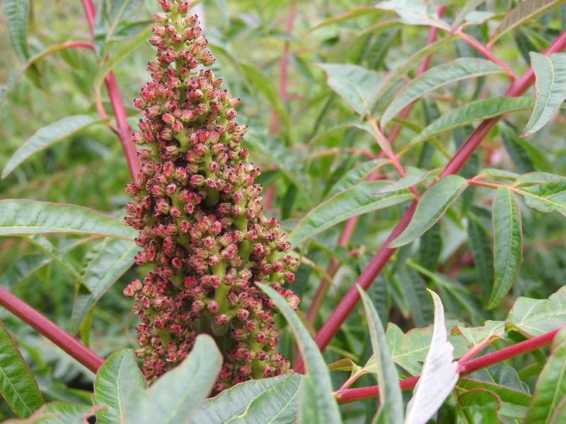 Weiblich Blüte des Rhus typhina Dissecta