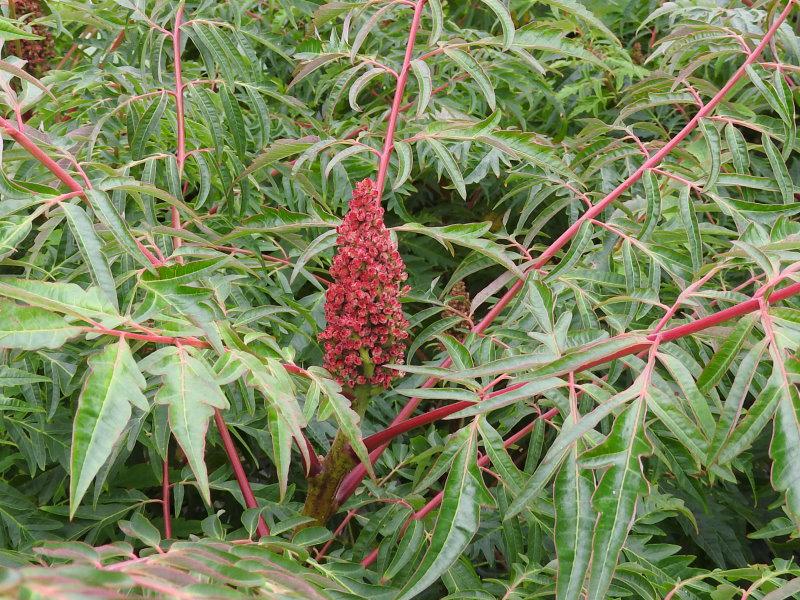 Geschlitztblättriger Essigbaum: die Blüte verfärbt sich in Verblühen rot