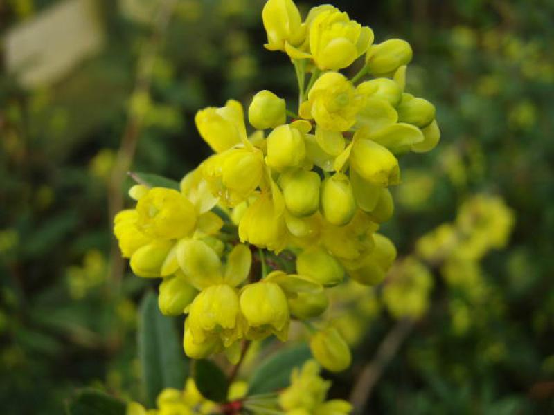 Gelbe Blüte der Großblättrigen Berberitze (Berberis julianae)