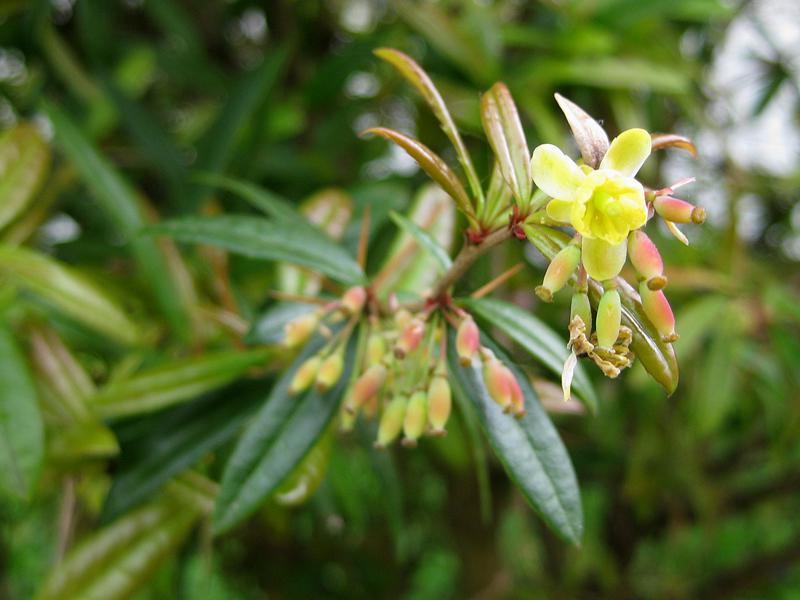 Gelbe Blüten und unreife Früchte - Großblättrige Berberitze