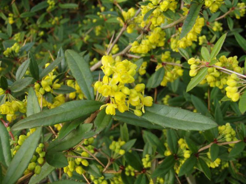 Gelbe Blüten der Großblättrigen Berberitze (Berberis julianae)