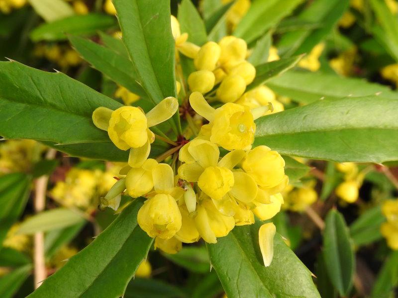 Auch bei Bienen beliebt: die leuchtend gelben Blüten der immergrünen Berberis julianae
