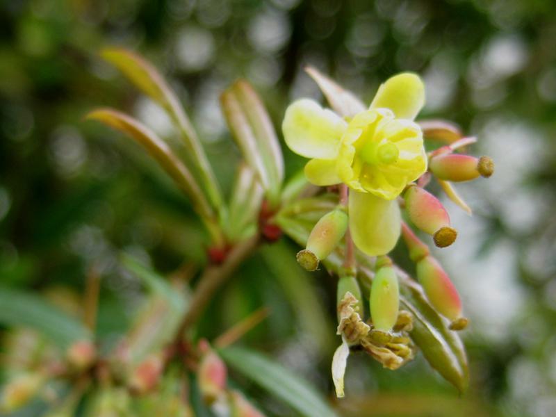 Nahaufnahme der gelben Blüte der Großblättrigen Berberitze