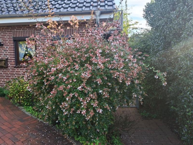 Abelia grandiflora Edward Goucher, Abelia Edward Goucher