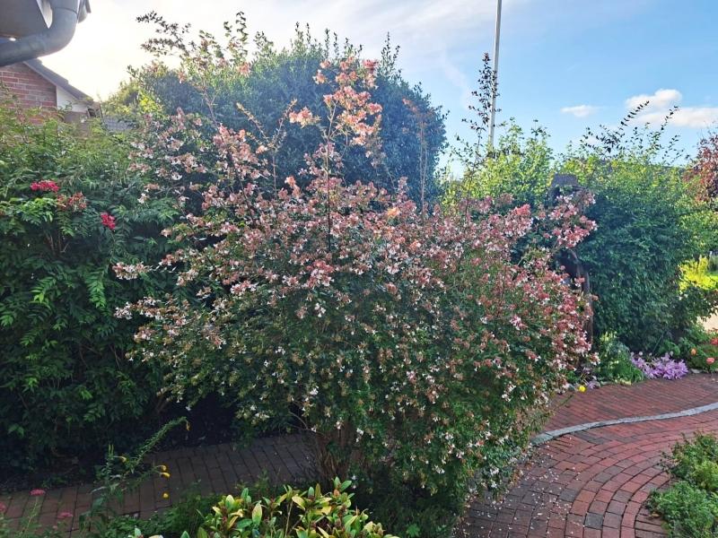 Abelia grandiflora Edward Goucher, Abelia Edward Goucher