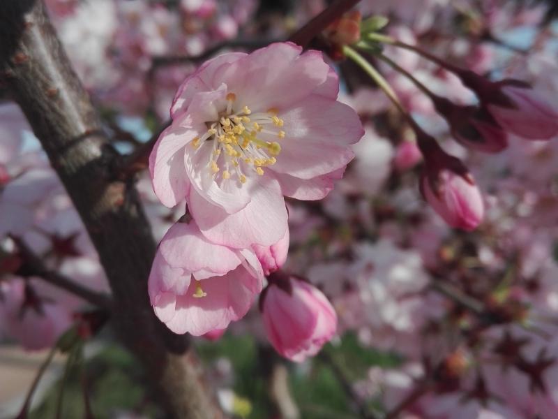 Frühe Zierkirsche Accolade - rosa Blüte in Nahaufnahme