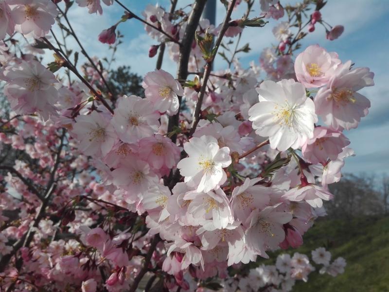 Halbgefüllte Blüten - Frühlingskirsche Accolade