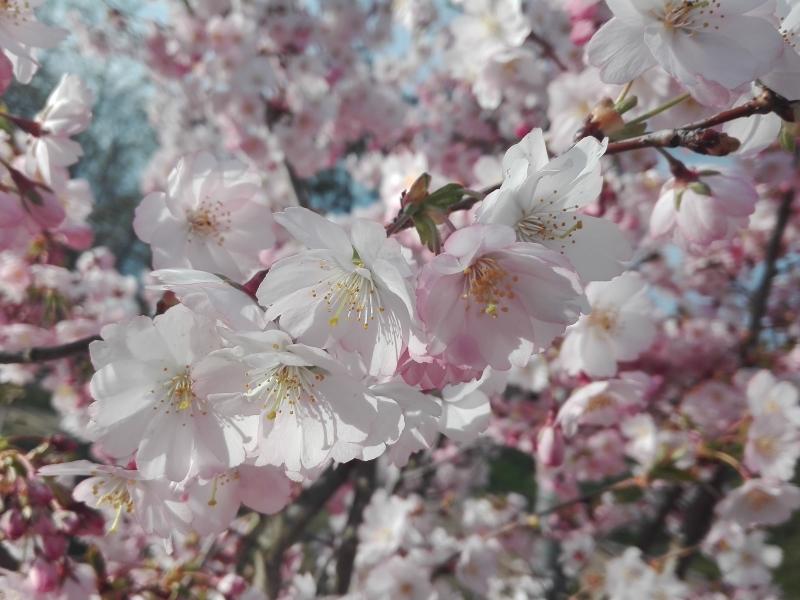 Reiche Blüte der Frühlingskirsche