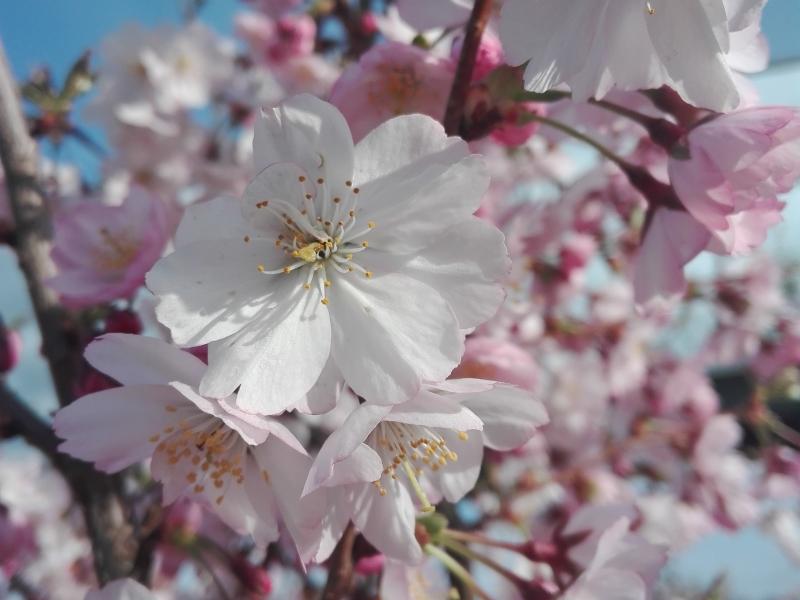 Prunus subhirtella Accolade - rosa Blüten