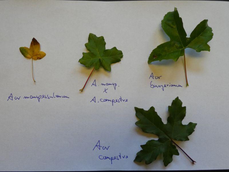 Blätter des Feldahorns (Acer campestre), des Französischen Ahorns (Acer monspessulanum) und des Dreispitzahorns (Acer buergerianum)