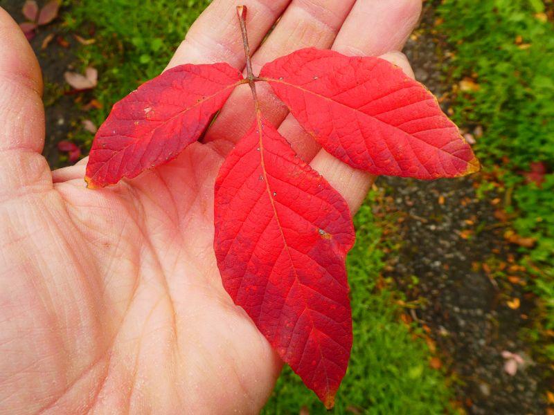 Acer maximowiczianum