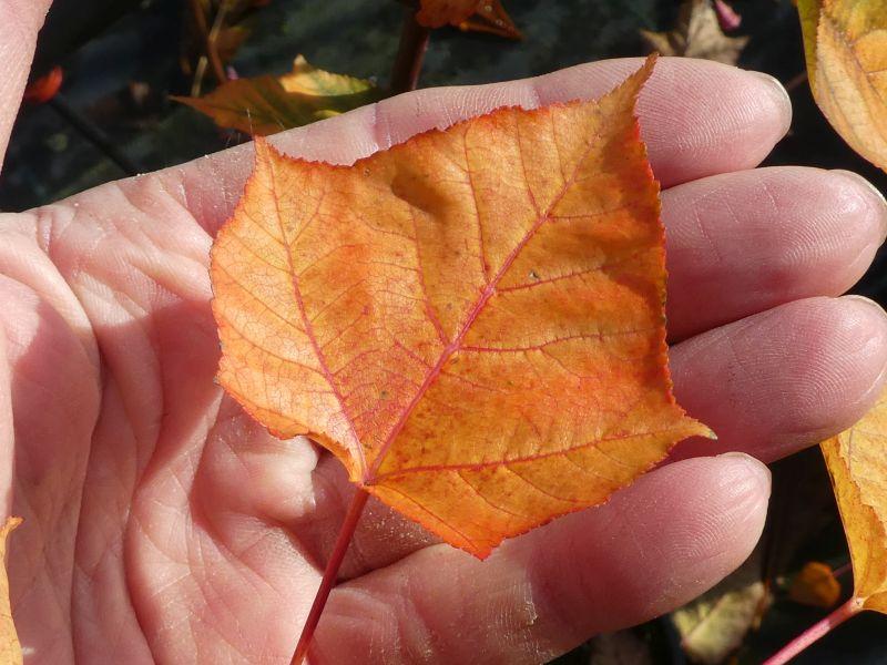 Bunte Herbstfärbung des Davidahorns