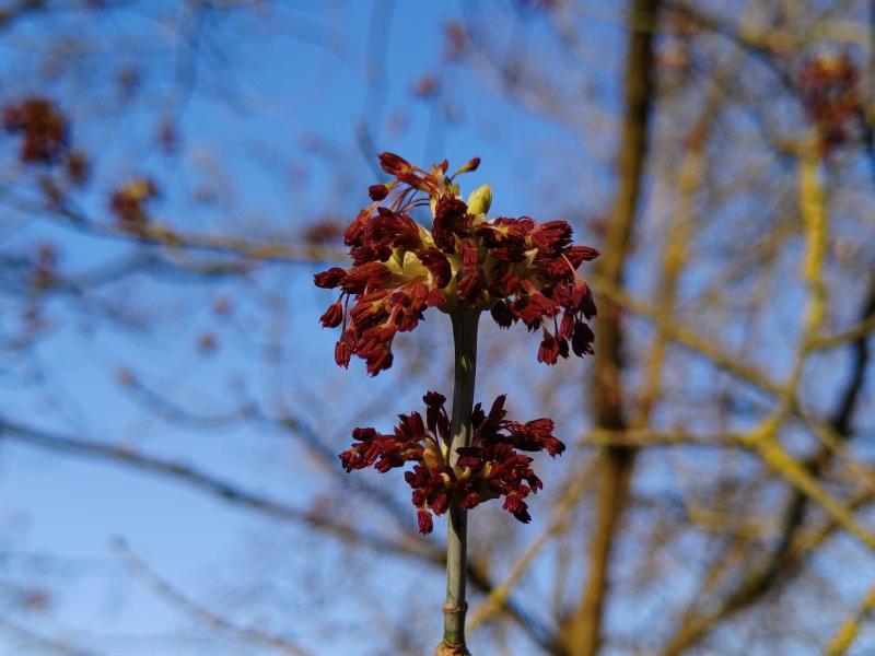 Rote Blüte des Eschenahorns