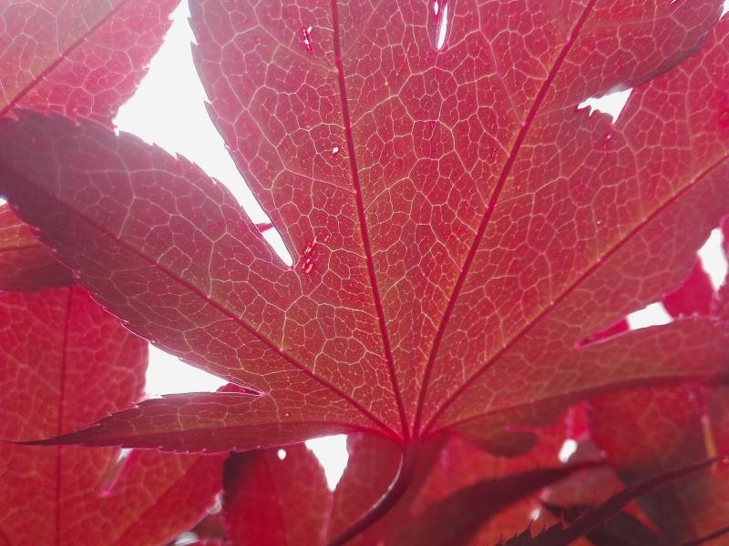 Feine Blattstruktur des Roten Fächerblattahorns