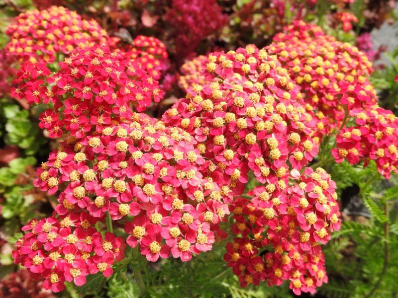 .Achillea millefolium Paprika