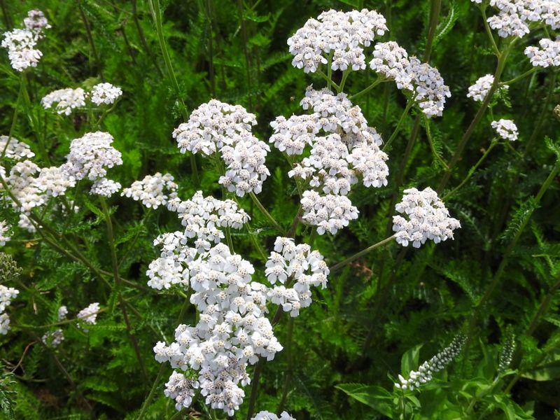 .Achillea millefolium White Beauty
