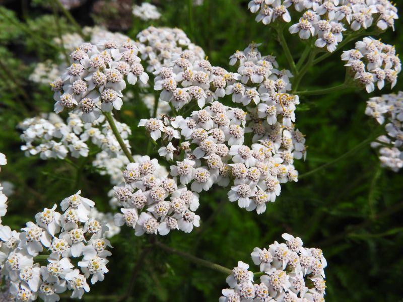 .Achillea millefolium White Beauty