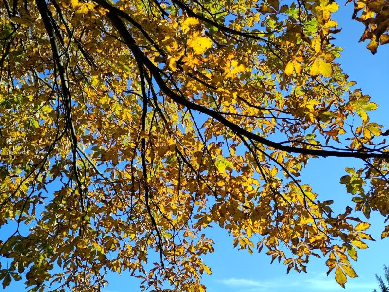 Die Scharlachkastanie (Aesculus carnea Briotii) färbt sich im Herbst gelb.