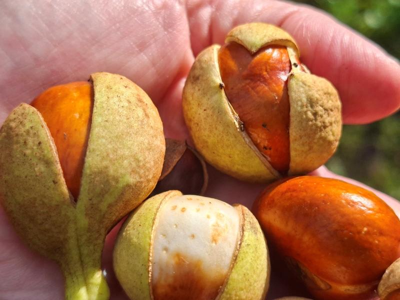Hellbraune Kastanien der Aesculus parviflora