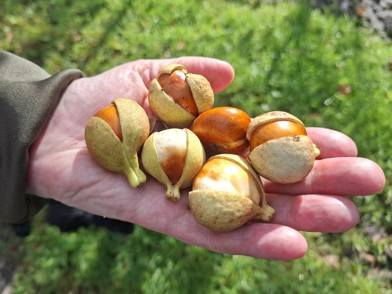 Früchte der Strauchkastanie mit glatter Schale