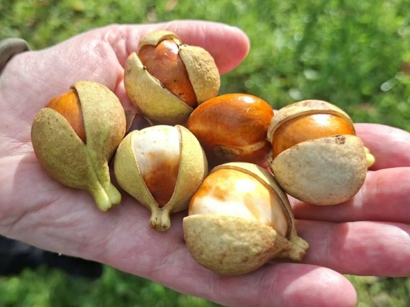 Früchte der Strauchkastanie im Oktober