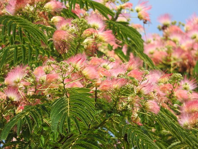 Die herrlichen rosa Blüten sehen aus wie Pinsel der schöne Seidenbaum ! 