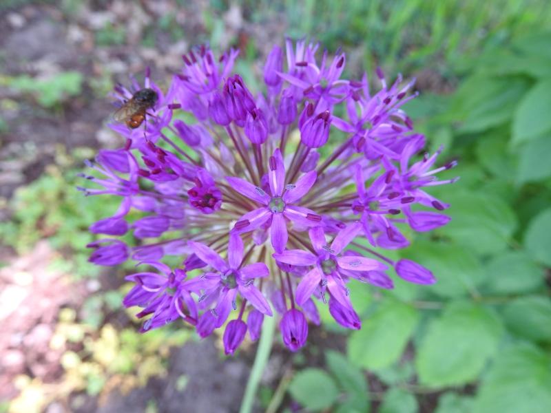 Kirgislök Purple Sensation, Purpurlök Purple Sensation, Allium aflatunense Purple Sensation