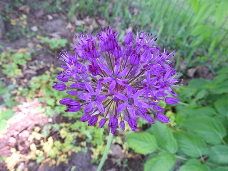 Kirgislök Purple Sensation, Purpurlök Purple Sensation, Allium aflatunense Purple Sensation