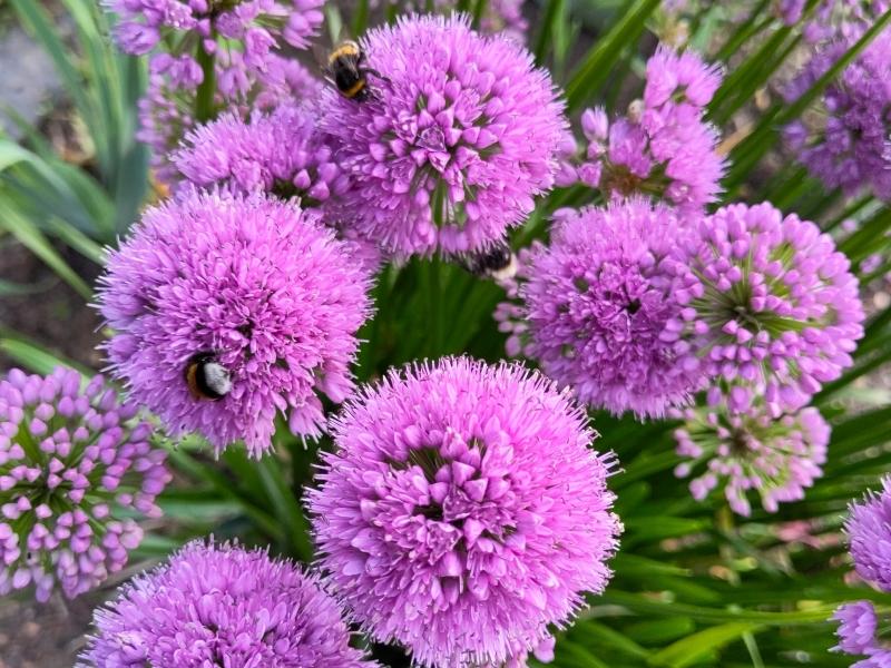 Die violetten Blüten des Zierlauch Millenium werden gerne von Hummeln besucht.