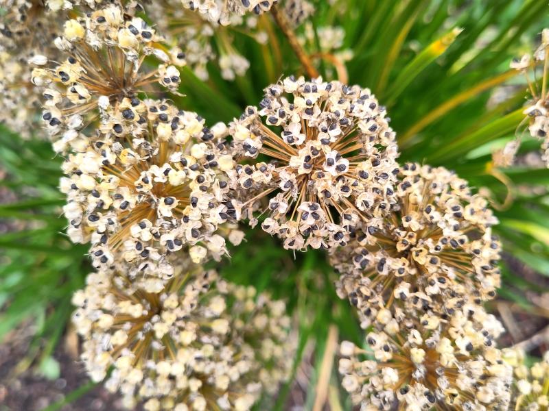 Trädgårdskantlök Millenium, Allium Millenium