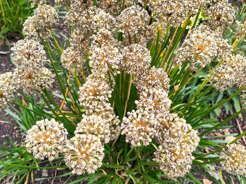 Trädgårdskantlök Millenium, Allium Millenium