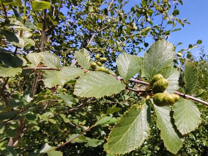 Grünes Laub der Straucherle mit Fruchtständen