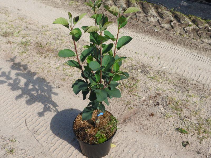 Amelanchier alnifolia Northline