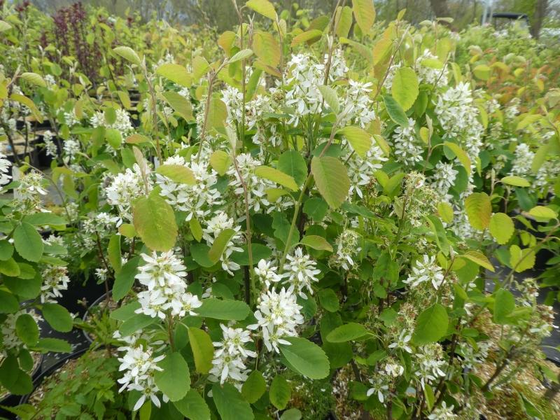 Blühende Säulen-Saskatoonbeere im April