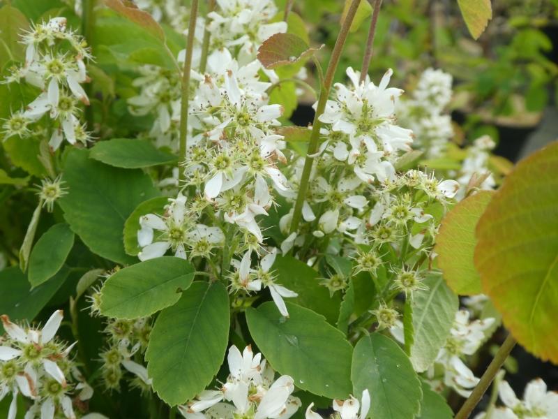 Weiße Blüten der Säulen-Saskatoonbeere