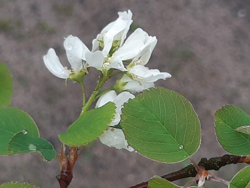 Nahansicht der Blüte der Einheimischen Felsenbirne