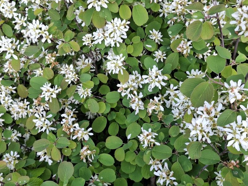 Berghäggmispel Helvetica, Amelanchier ovalis Helvetica