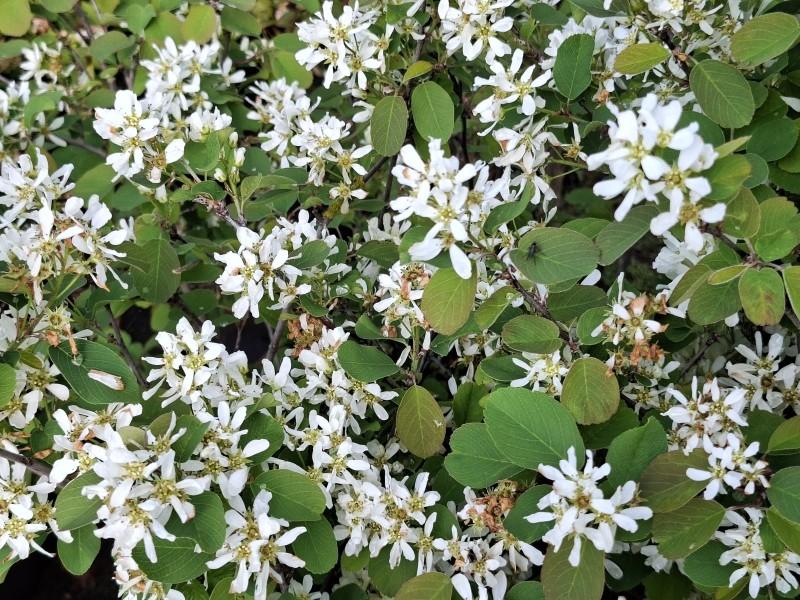 Berghäggmispel Helvetica, Amelanchier ovalis Helvetica